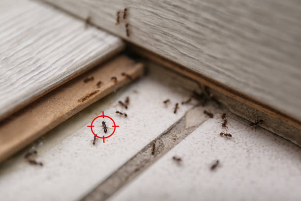 Best Best Pest Control Companies  in Lucerne Valley, CA
