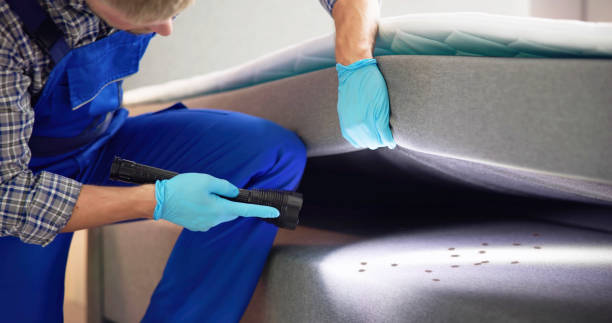 Best Local Pest Control Services  in Lucerne Valley, CA